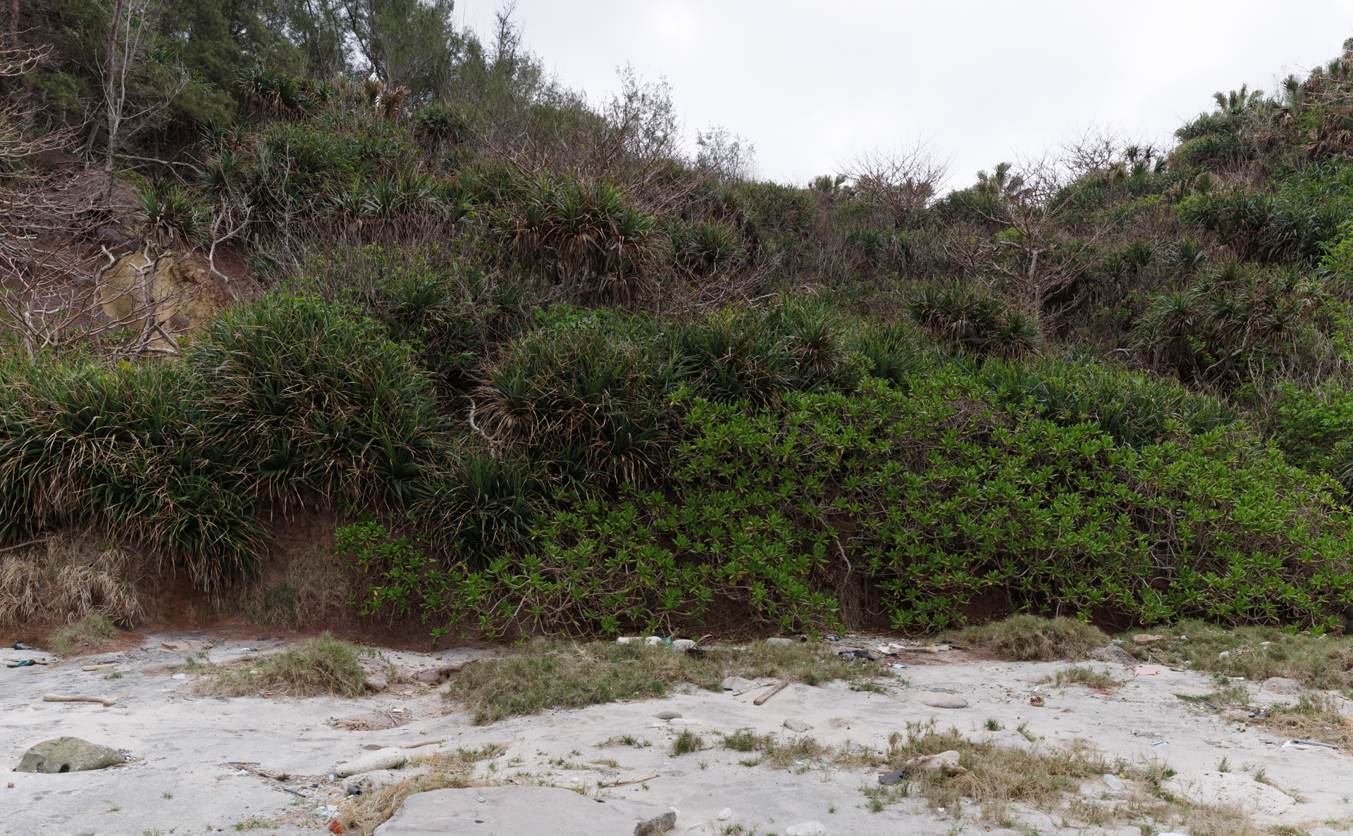 Lysimachia_mauritiana var. rubida